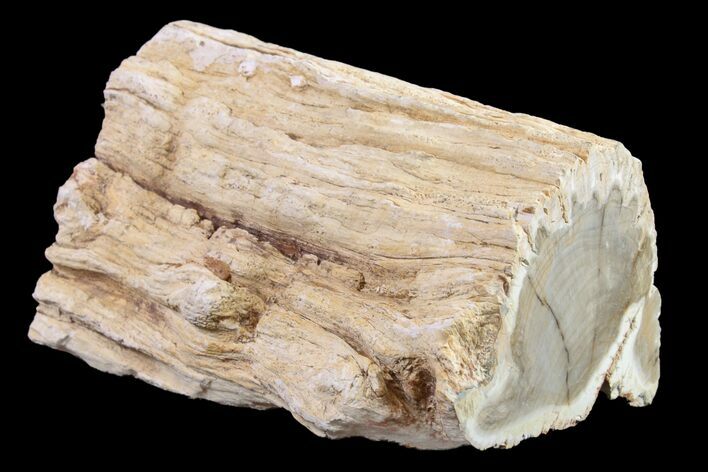 Long Petrified Wood (Araucaria) Limb - Madagascar #158129